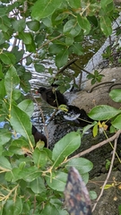 Gallinula chloropus