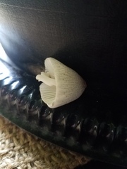 Leucocoprinus ianthinus