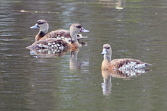 Dendrocygna guttata
