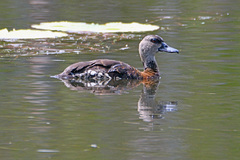 Dendrocygna guttata