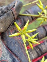 Eucalyptus amplifolia
