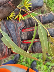 Eucalyptus amplifolia