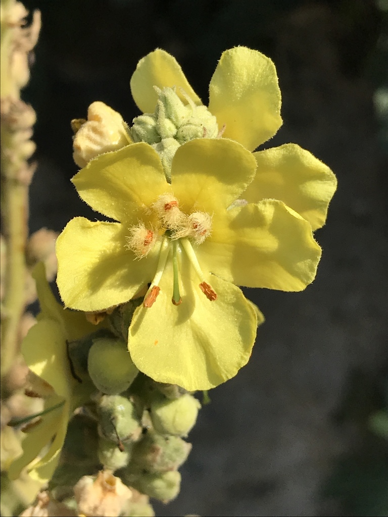 Verbascum densiflorum — a medium houseplant, prefers full sun light