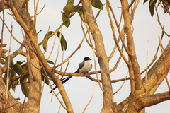 Tyrannus savana
