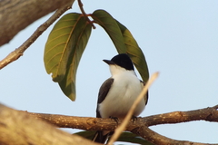 Tyrannus savana