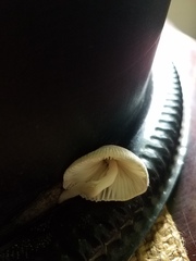 Leucocoprinus ianthinus