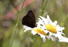 Cercyonis oetus