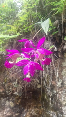 Bletia macristhmochila