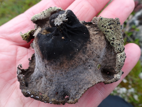 Arctic Rocktripe Lichen