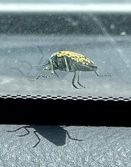 Buprestis confluenta