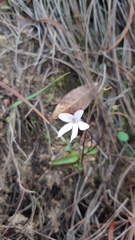 Pinguicula parvifolia