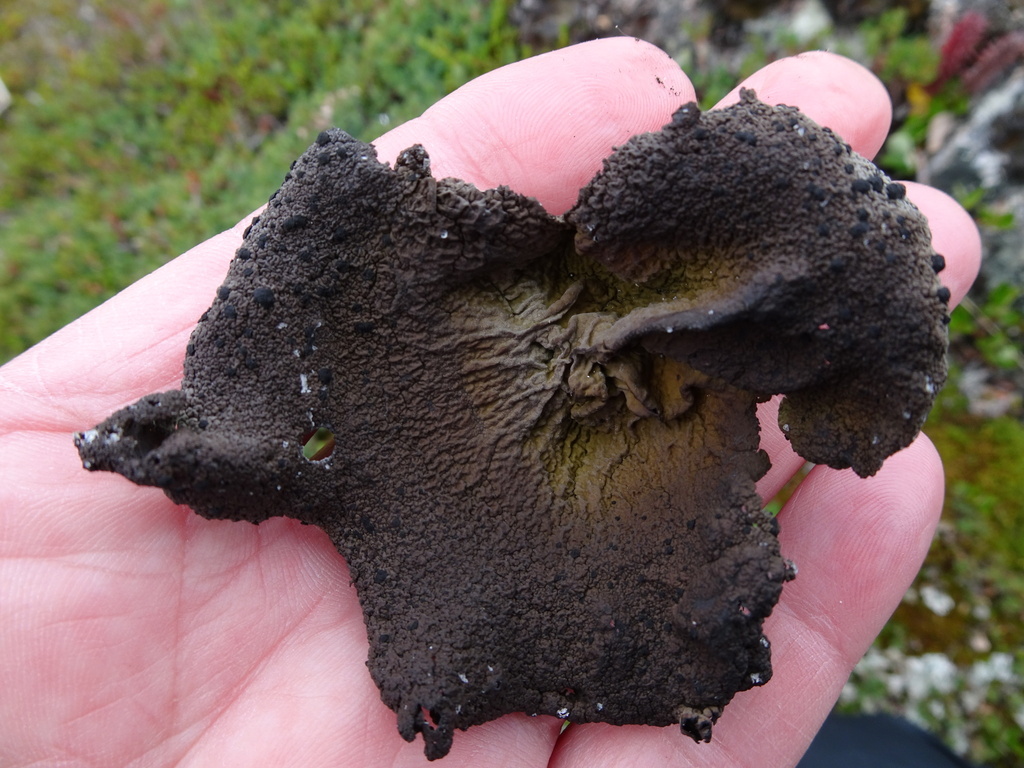 Arctic Rocktripe Lichen