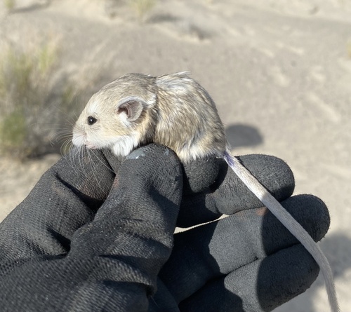 Microdipodops megacephalus, 2022-07-14