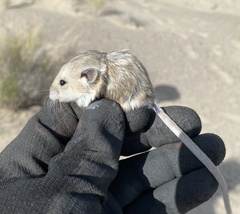 Microdipodops megacephalus