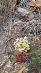 Asclepias jaliscana