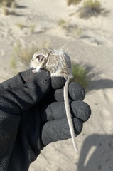 Microdipodops megacephalus