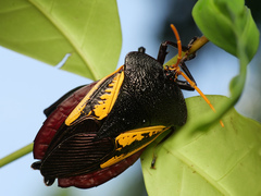 Oncomeris flavicornis