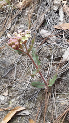 Asclepias jaliscana