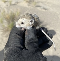 Microdipodops megacephalus