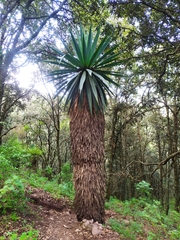 Furcraea parmentieri