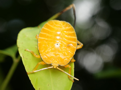 Oncomeris flavicornis