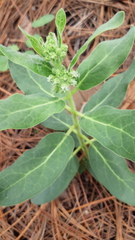 Pherotrichis schaffneri