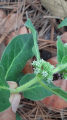 Pherotrichis schaffneri