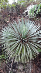 Agave rzedowskiana