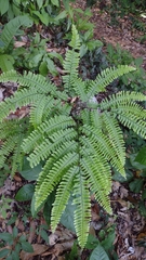 Adiantum wilesianum