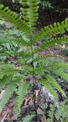 Adiantum wilesianum