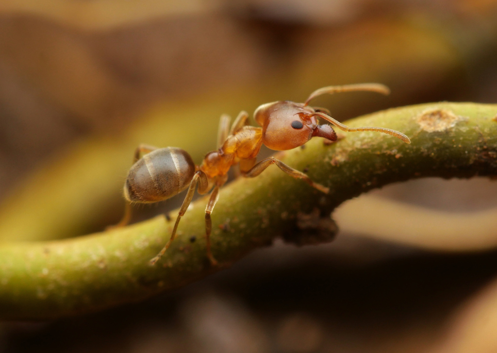 Philidris cordata