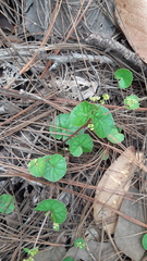 Micropleura renifolia