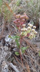 Asclepias jaliscana
