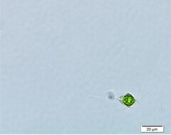 Polyedriopsis spinulosa