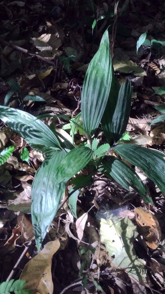 Epidendroideae from 29963 Chis., México on July 19, 2022 at 09:13 AM by ...