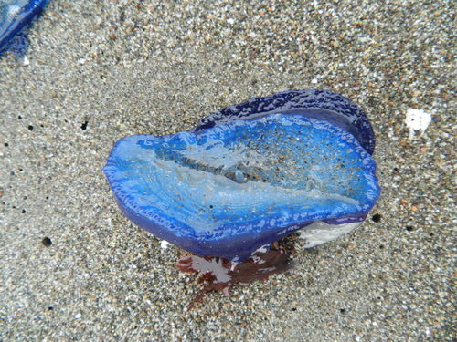 photo of By-the-wind Sailor (Velella velella)