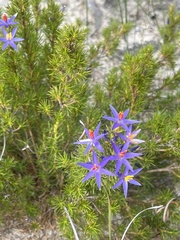 Calectasia narragara
