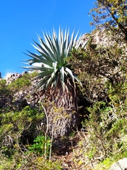 Furcraea parmentieri