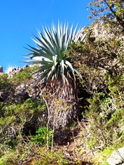 Furcraea parmentieri