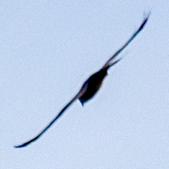 Chaetura pelagica