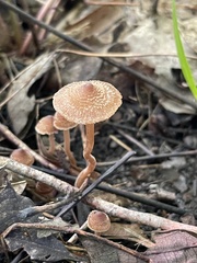 Inocybe subfulva