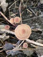 Inocybe subfulva