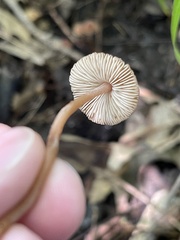 Inocybe subfulva