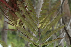 Peltophorum