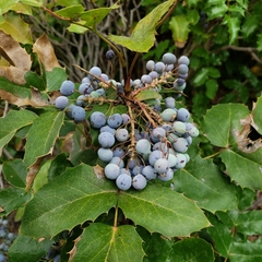 Berberis aquifolium