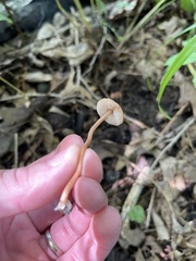 Inocybe subfulva
