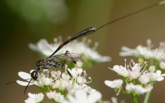 Gasteruption floridanum