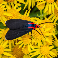 Ctenucha rubroscapus