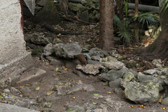 Starnoenas cyanocephala