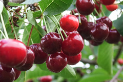 Rhagoletis indifferens